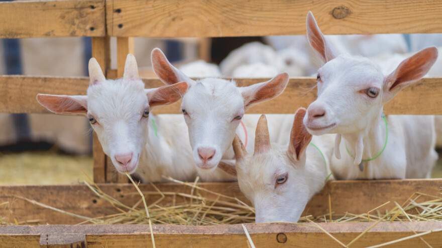 Cena prasadi do 25 kg i jagnjadi raste, ali je jeftinija jarad