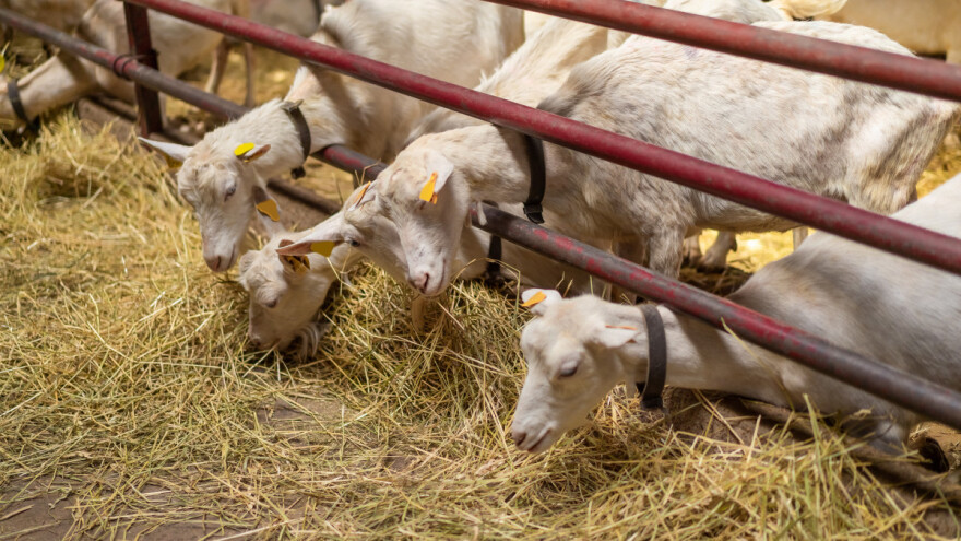 U Rusiji će graditi farmu za 20.000 koza - najveću takvu u zemlji