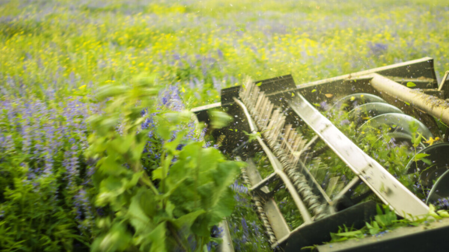 Suzbijte korove u lucerištu na učinkovit način