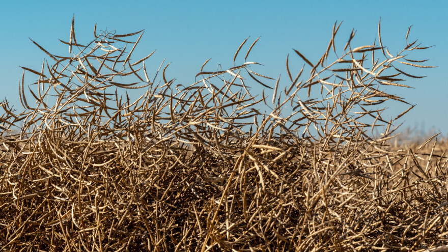 Pali prvi ugovori za uljanu repicu novog roda - cena od 49,57 do 50,34 din/kg