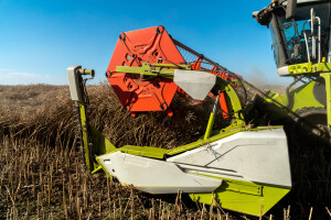 Počela žetva uljane repice na području Lijevče polja - prinos 2,5-3 t/ha?