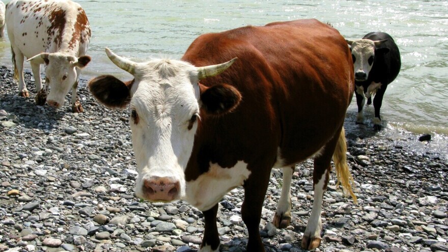 Srbija bez stoke, ali ima se za krijumčarenje u BiH?