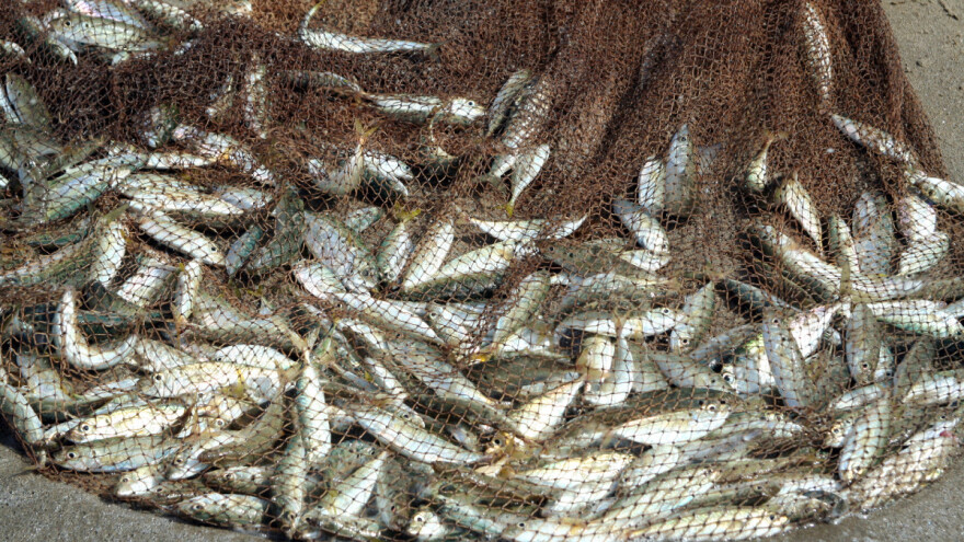 Novi Pravilnik o ribolovnim mogućnostima u gospodarskom ribolovu srdelarom