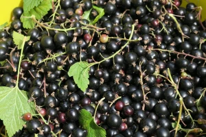 Crna ribizla: Malo prskanja, a mnogo načina prerade sirovine
