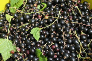 Crna ribizla: Malo prskanja, a mnogo načina prerade sirovine