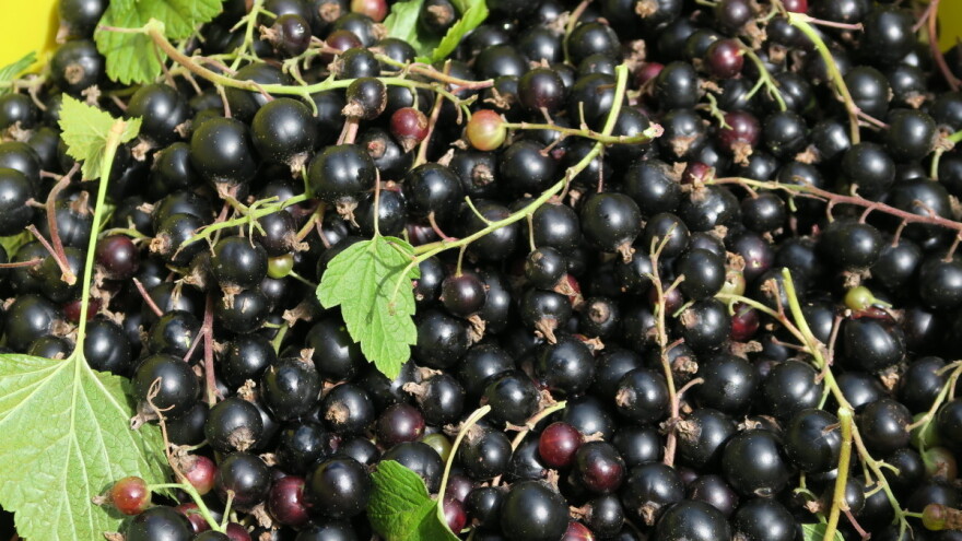 Crna ribizla: Malo prskanja, a mnogo načina prerade sirovine