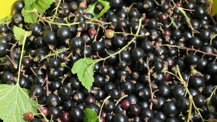 Crna ribizla: Malo prskanja, a mnogo načina prerade sirovine