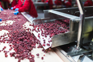 Podrške za otkup maline do kraja mjeseca, isplatiti dug proizvođačima!