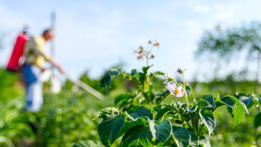 Đubrenje krompira treba da prati razvojne faze: Kada mu treba azot, fosfor, a kada kalijum?
