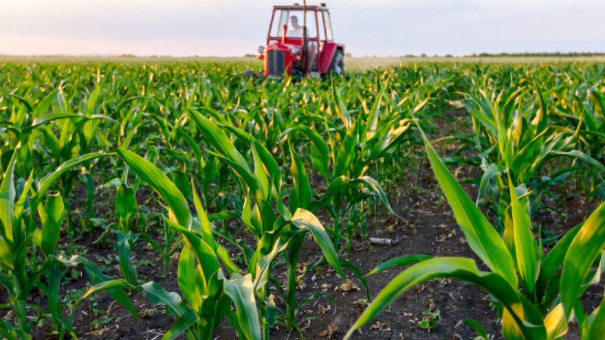 Kiša spasila žitarice u Posavini - koji usjevi neće ostvariti visoke prinose?