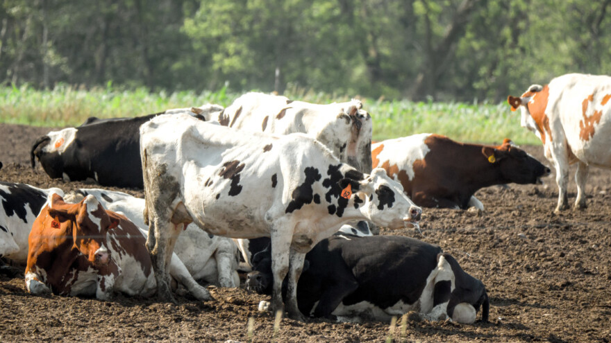 Najvećeg svetskog proizvođača mleka ugrožavaju velike vrućine