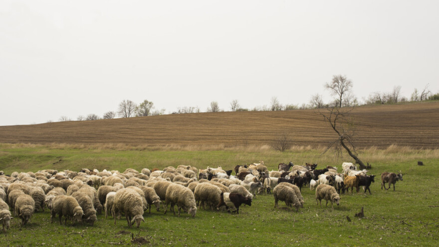 Nematoda hemonhus opasna je krvopija ovaca i koza - šta nam je činiti?