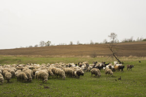 Parazit Haemonchus contortus opasan je krvopija ovaca i koza - što nam je činiti?
