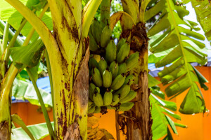 Prva uzgojena banana u susjedstvu - ipak je neće biti na tržištu
