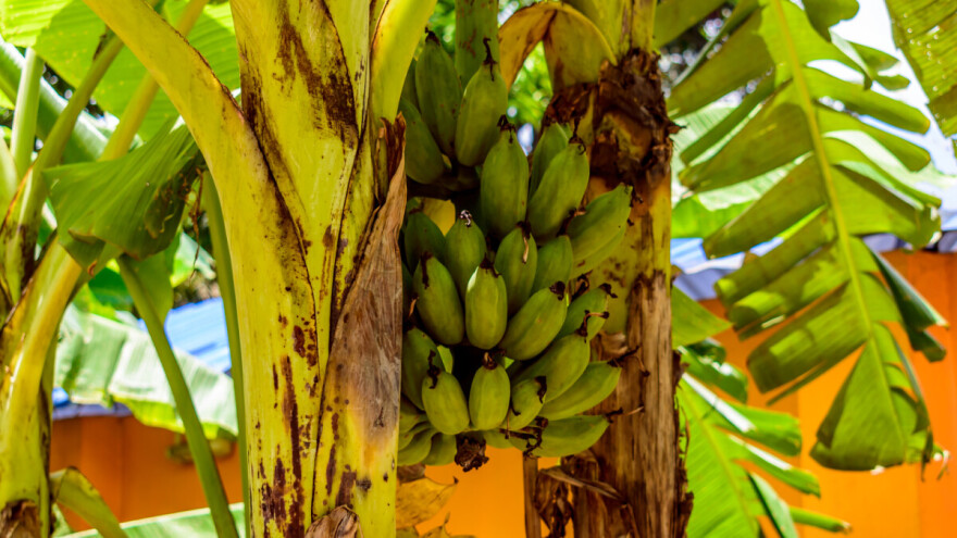 Prva uzgojena banana u susjedstvu - ipak je neće biti na tržištu
