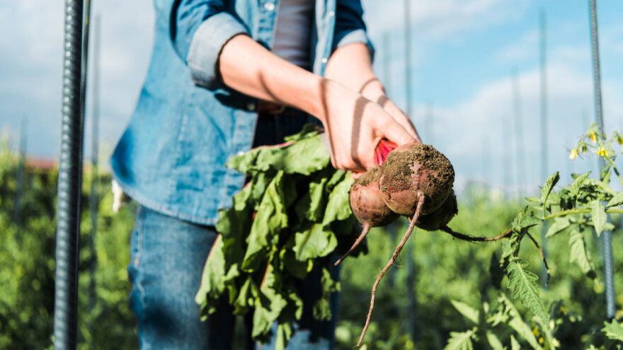 Ne postoje čudotvorna sredstva: U eko poljoprivredi je važna strategija!