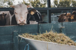 Od obećanja do prakse: Farmeri i mljekare zajedno do smanjenja emisije metana