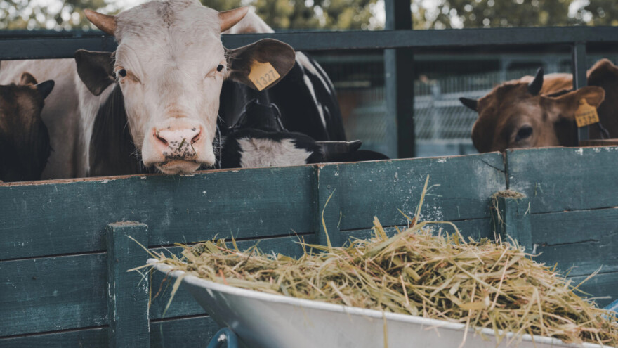 Od obećanja do prakse: Stočari i mlekare zajedno do smanjenja emisije metana