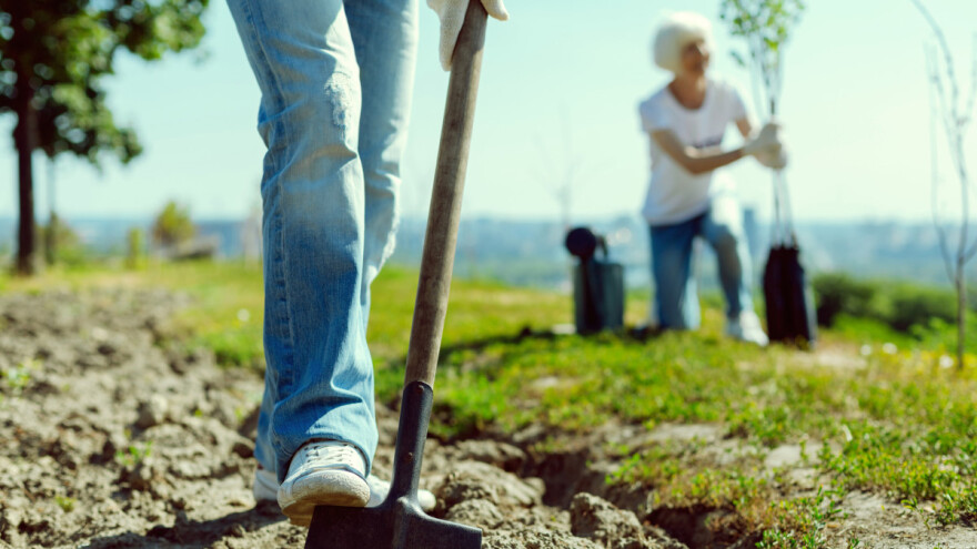 Inicijativa "1 hektar": Poljoprivrednici će se nagrađivati za pošumljavanje?
