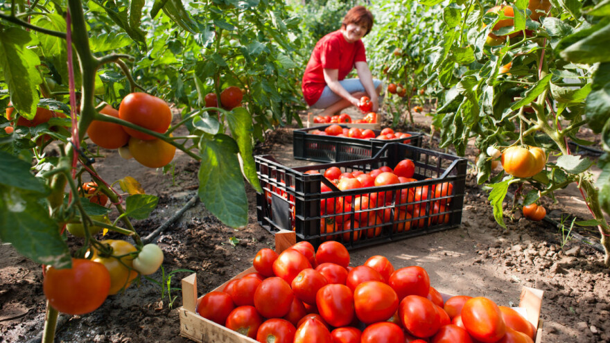 Ukrasna biljka iz "Novog svijeta", danas sredstvo za mamurluk