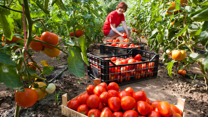 Ukrasna biljka iz "Novog sveta", danas sredstvo za mamurluk