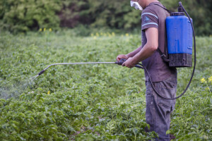 Kojim pripravcima zaštititi krompir i paradajz, a kojim jabuke i trešnje?