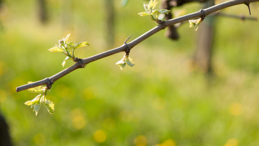 Crna pjegavost vinove loze - uticaj na prinos i suzbijanje