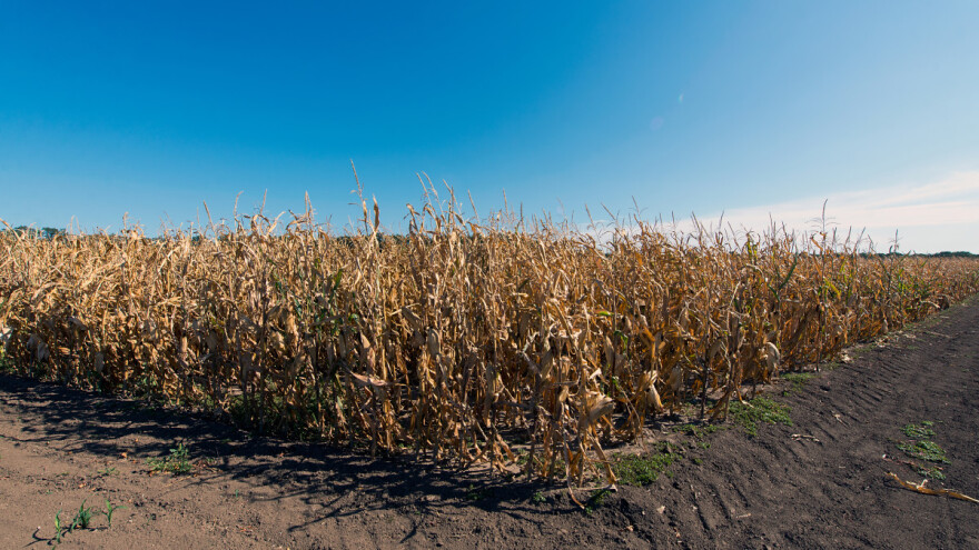 Kiša neće usjeve oporaviti od suše? Crveno upozorenje za 17 posto evropskog teritorija