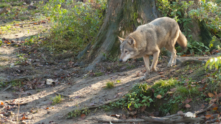 Nemačka ministarka poljoprivrede predlaže odstrel vukova u nekim regijama