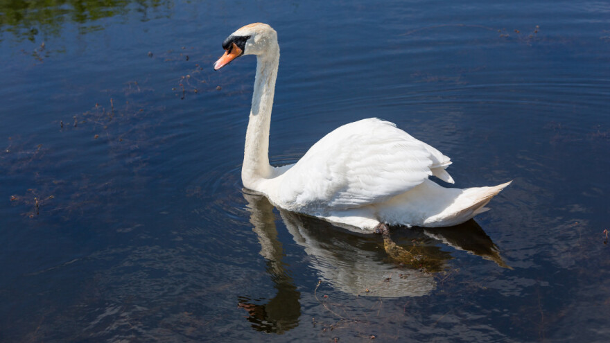 Ptičja gripa potvrđena u Srbiji - zaraženi labudovi na području Zemuna i Beograda