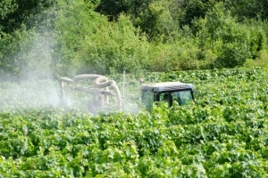 Završava cvatnja vinove loze - za zaštitu još uvijek nije kasno