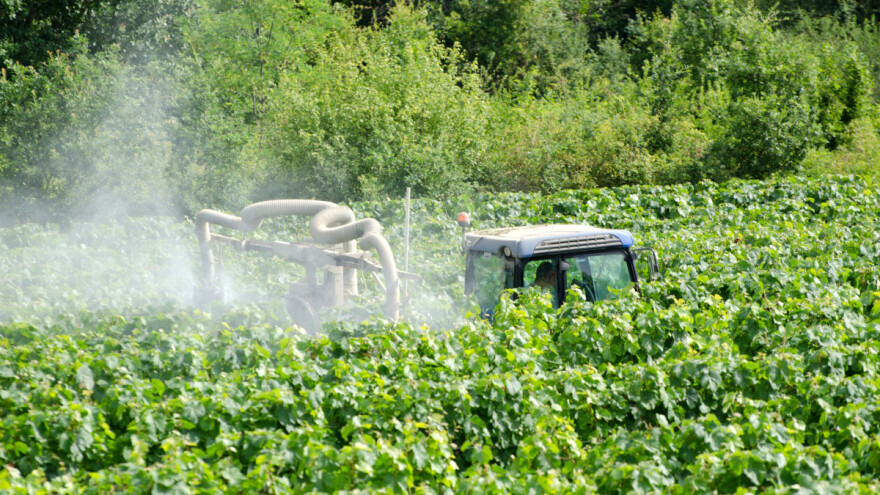 Završava cvatnja vinove loze - za zaštitu još uvijek nije kasno