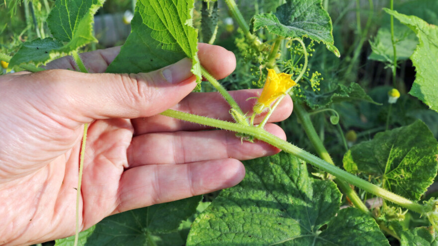 Pinciranje krastavaca ubrzat će berbu i do 20 dana