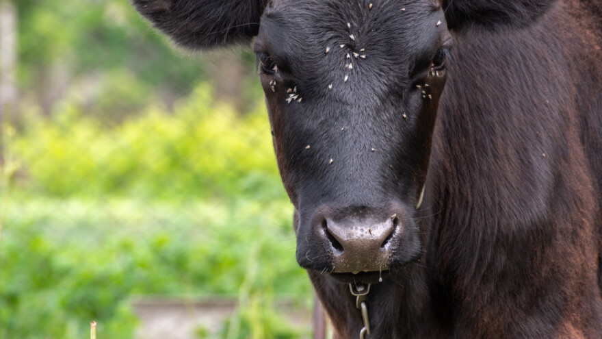 Muhe napadaju: Rješenje su zebra šare na kravama?