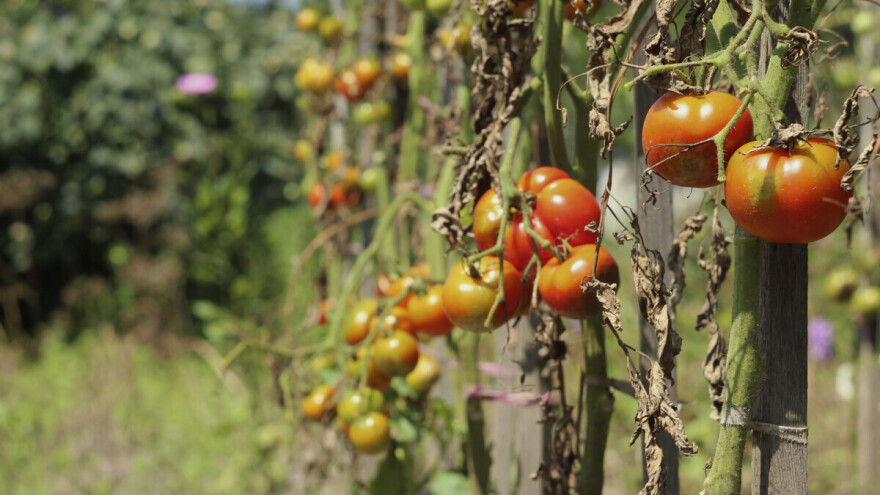 Širi se razoran virus koji prijeti biljkama paradajza i paprike