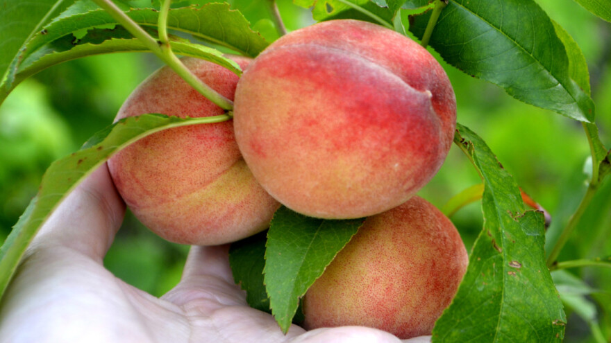 Proizvodnja breskvi u Hrvatskoj - tko su TOP 10 uzgajivača?