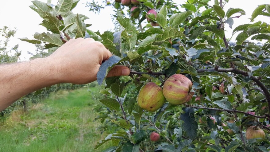 Kako oporaviti voćnjak i vinograd nakon grada?