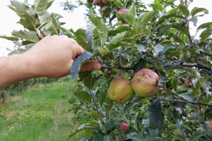 Kako oporaviti voćnjak i vinograd nakon tuče?