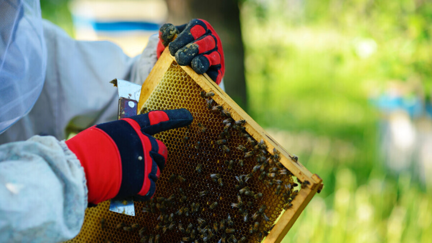 Uslijed toplotnog stresa pčele polažu i do 70 posto manje jaja?