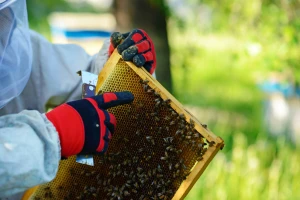 Usled toplotnog stresa pčele polažu i do 70 odsto manje jaja?