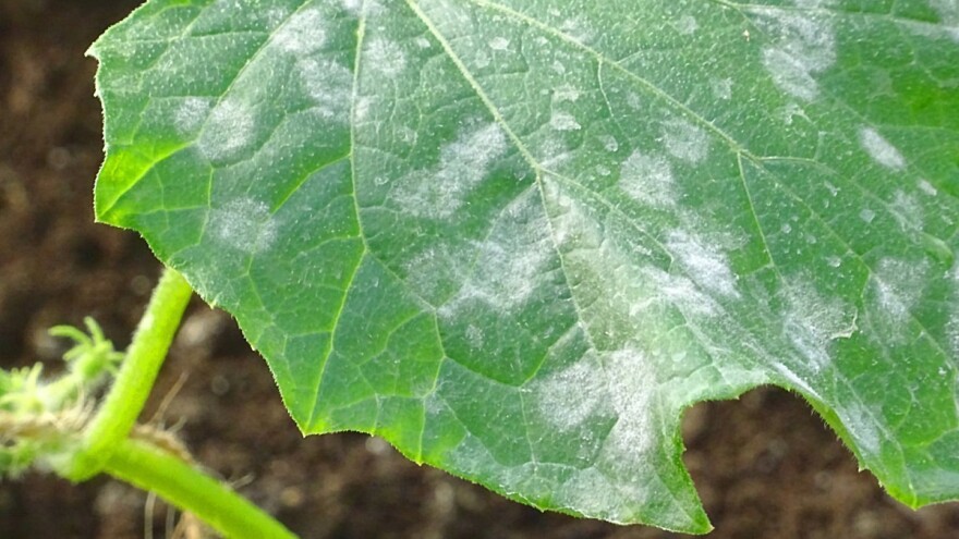 Rešite se pepelnice mlekom, sodom bikarbonom i belim lukom