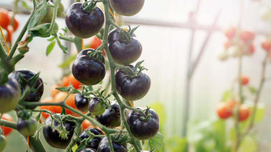 Crni paradajz i batat u domu Pavlovića