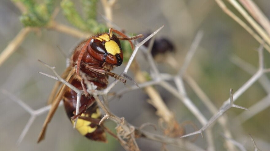 Orijentalski stršljen u regionu - prijetnja pčelama i pčelarima
