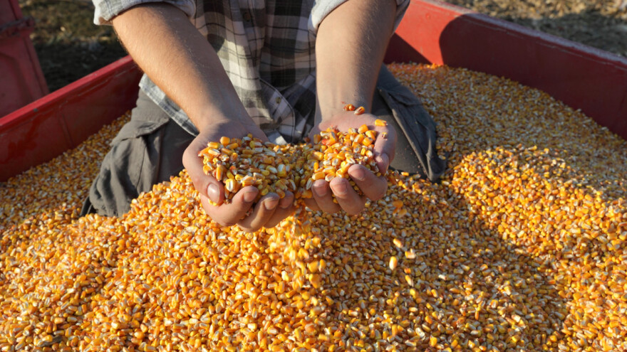 Pšenica 35, kukuruz 32,7, soja 82,5 dinara za kilogram