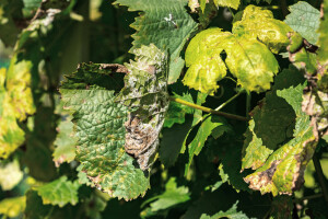 Teški agroklimatski uvjeti ugrožavaju vinograde - s čime tretirati?