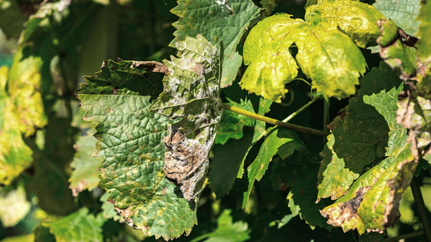 Teški agroklimatski uvjeti ugrožavaju vinograde - s čime tretirati?