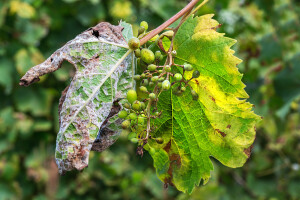 Vinogradima na kontinentu prijeti peronospora - kako ih zaštititi?
