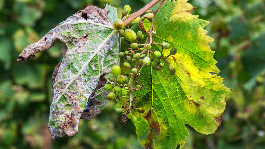 Vinogradima na kontinentu prijeti peronospora - kako ih zaštititi?