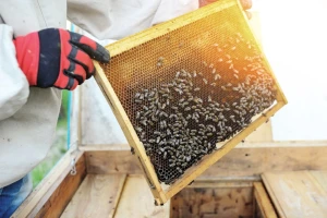 Povećanje broja medonosnih pčela u urbanim sredinama ugrožava druge oprašivače