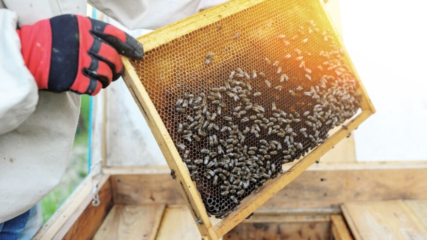 Povećanje broja medonosnih pčela u urbanim sredinama ugrožava druge oprašivače